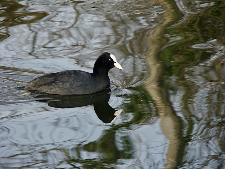 coot